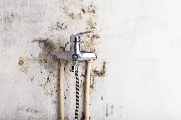 Best Local Mold Removal Service  in Lake Mary Jane, FL