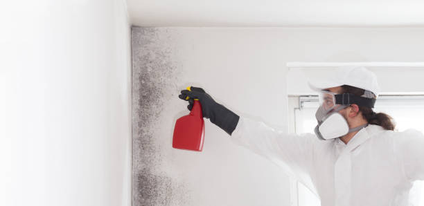 Best Professional Mold Removal  in Lake Mary Jane, FL