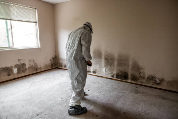 Mold Removal and Inspection in Lake Mary Jane, FL
