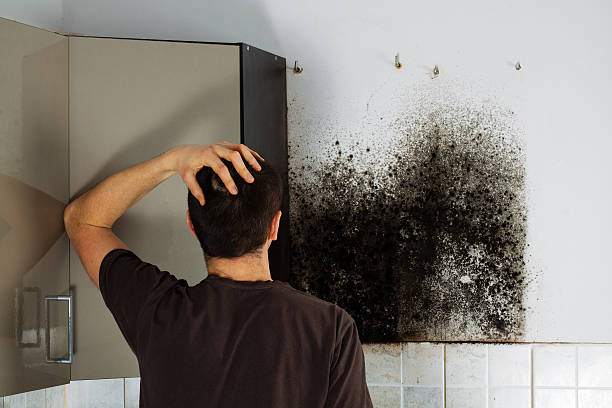 Office Mold Removal Services in Lake Mary Jane, FL